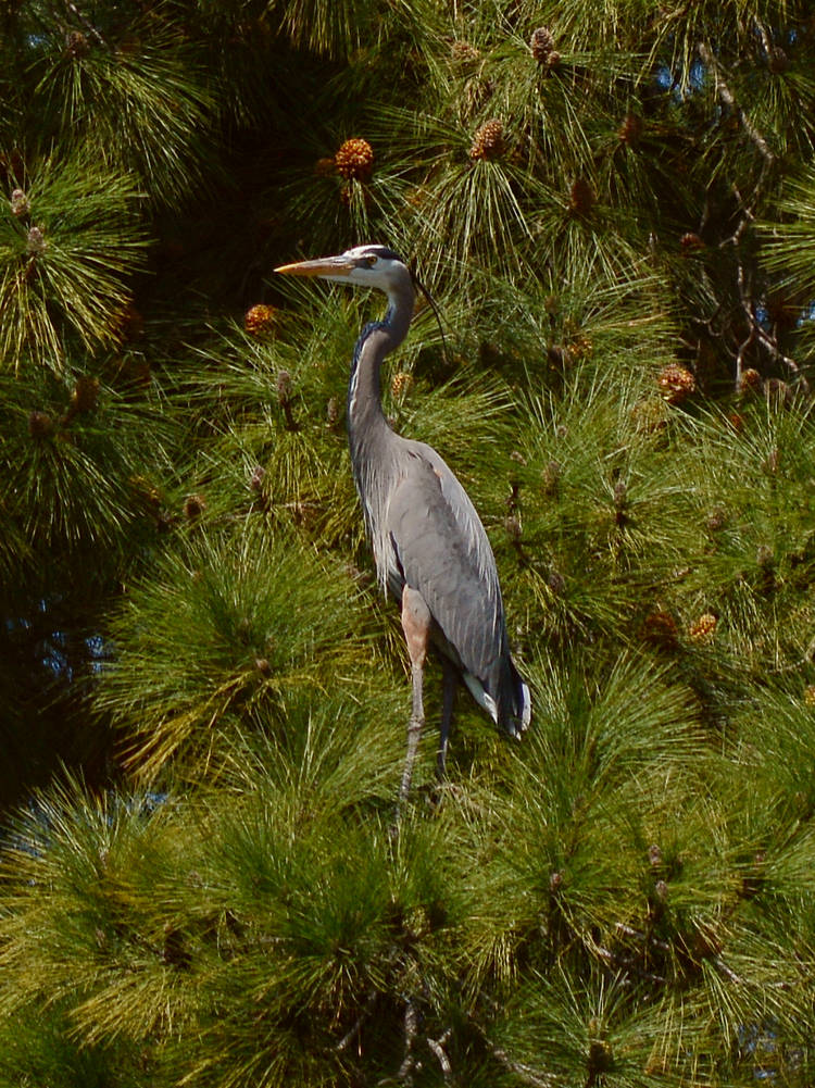 Heron15.jpg