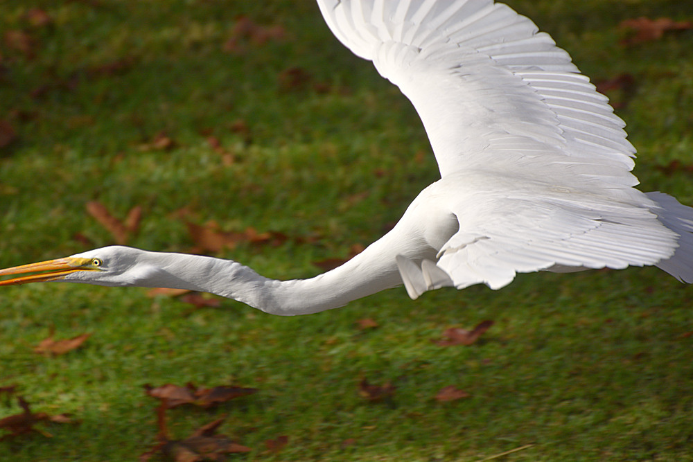 Heron16.jpg