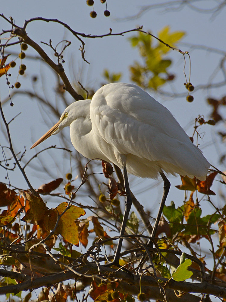 Heron16.jpg