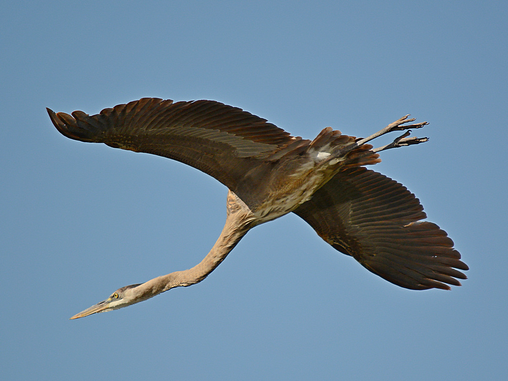 Heron16.jpg