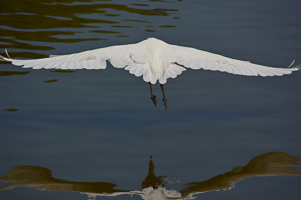 Heron17.jpg