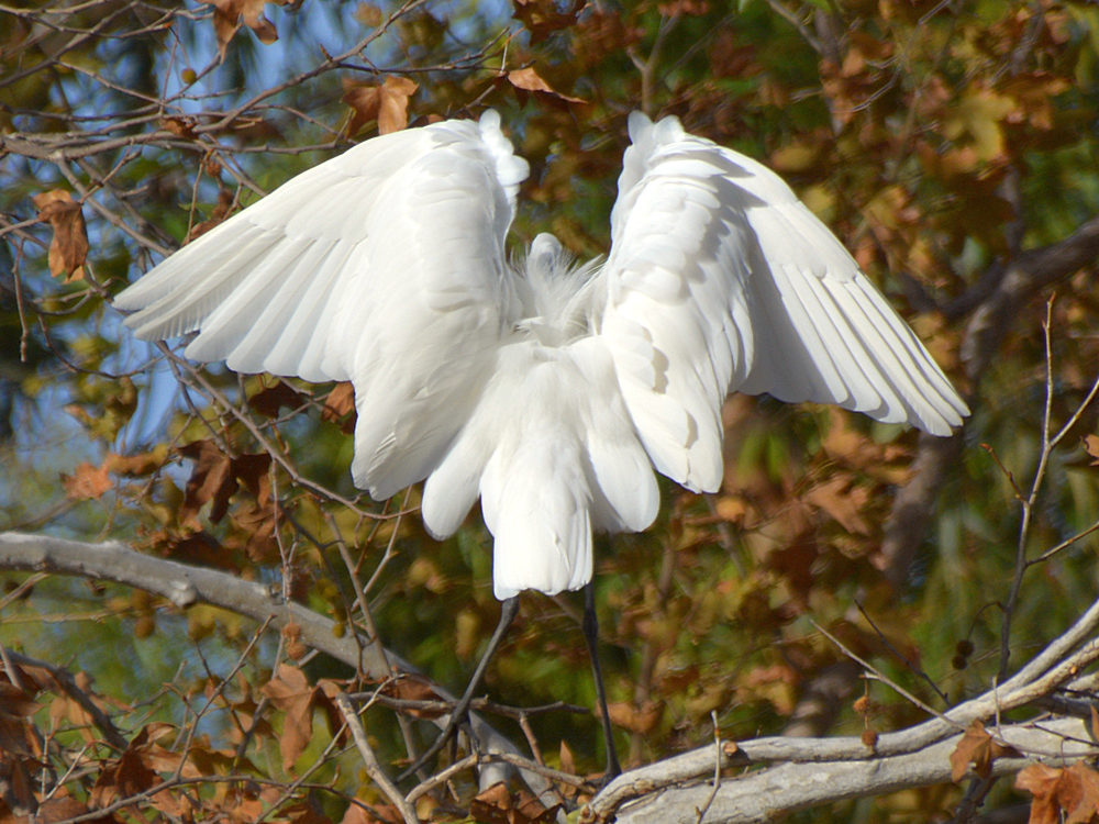 Heron17.jpg