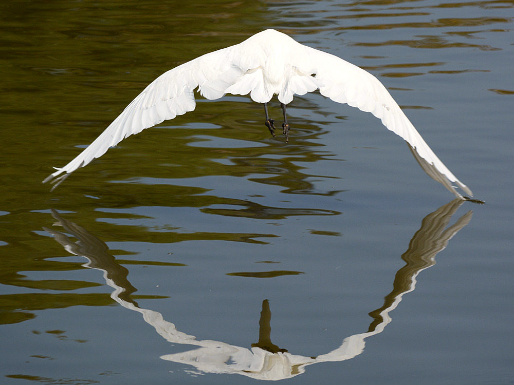 Heron18.jpg