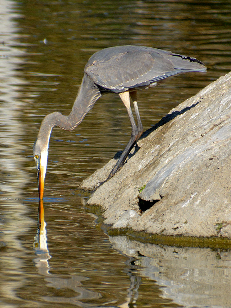 Heron18.jpg