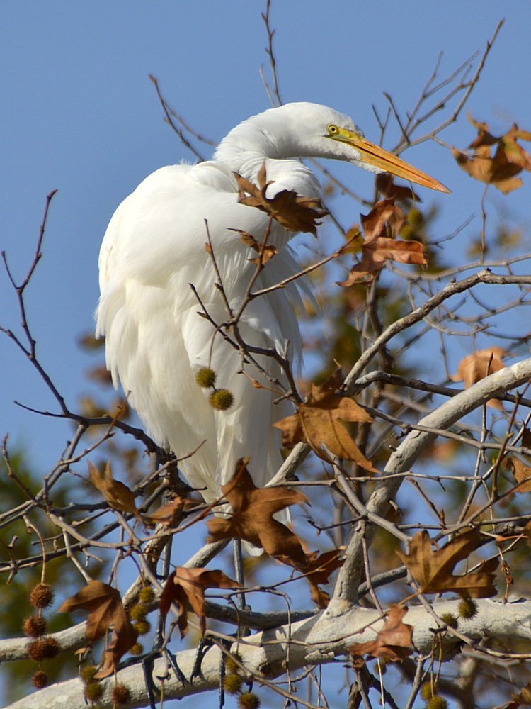 Heron18.jpg