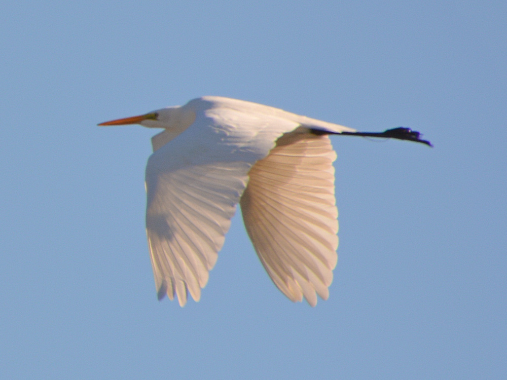 Heron2.jpg