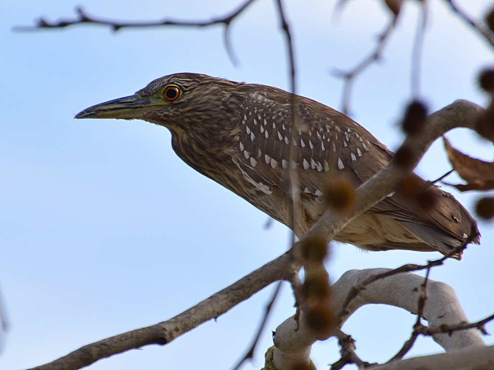 Heron2.jpg