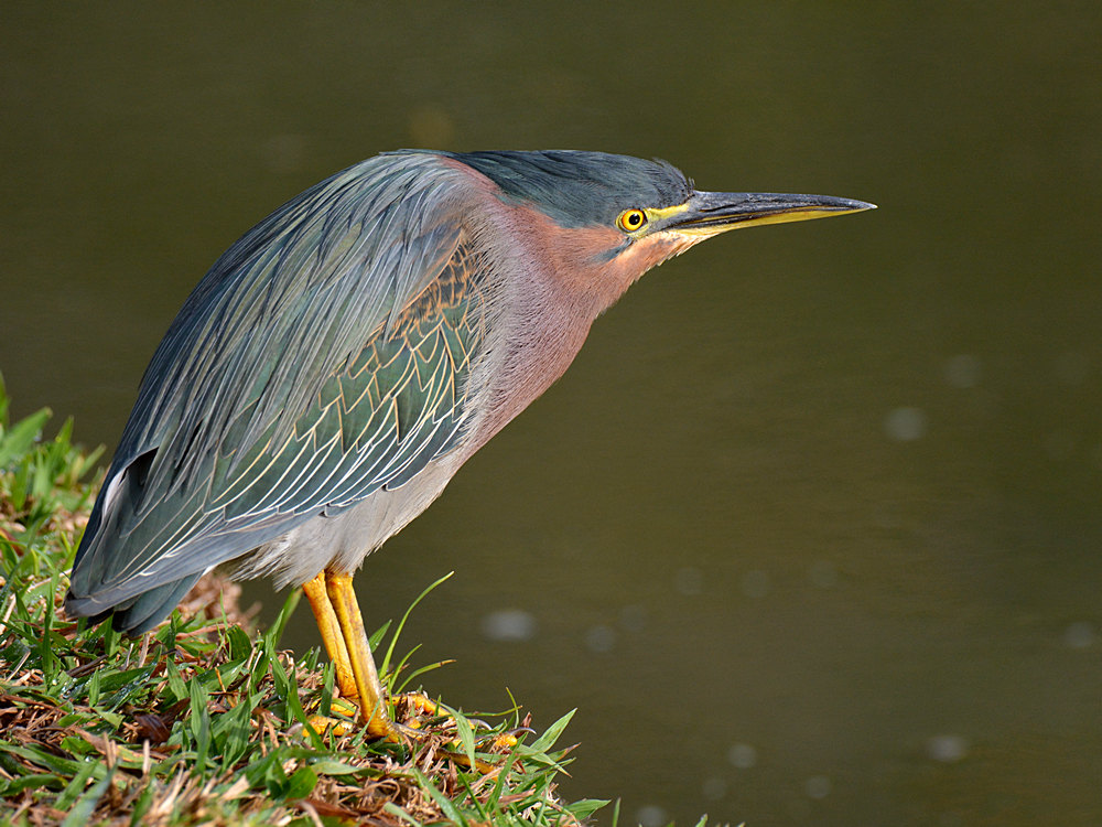 Heron2.jpg