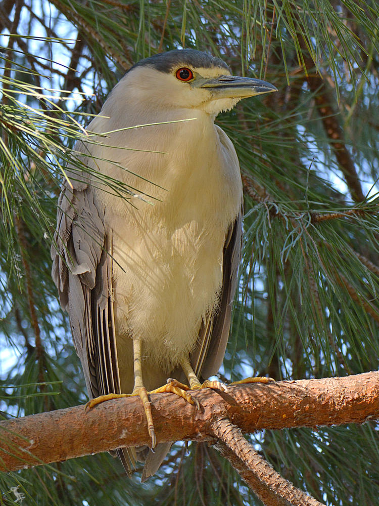 Heron2.jpg