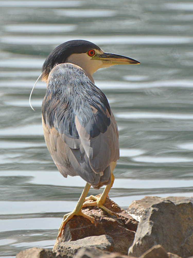 Heron2.jpg
