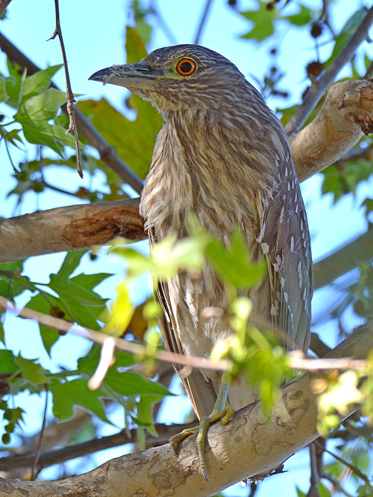 Heron2.jpg