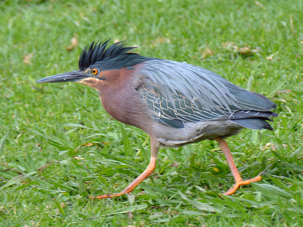 Heron2.jpg
