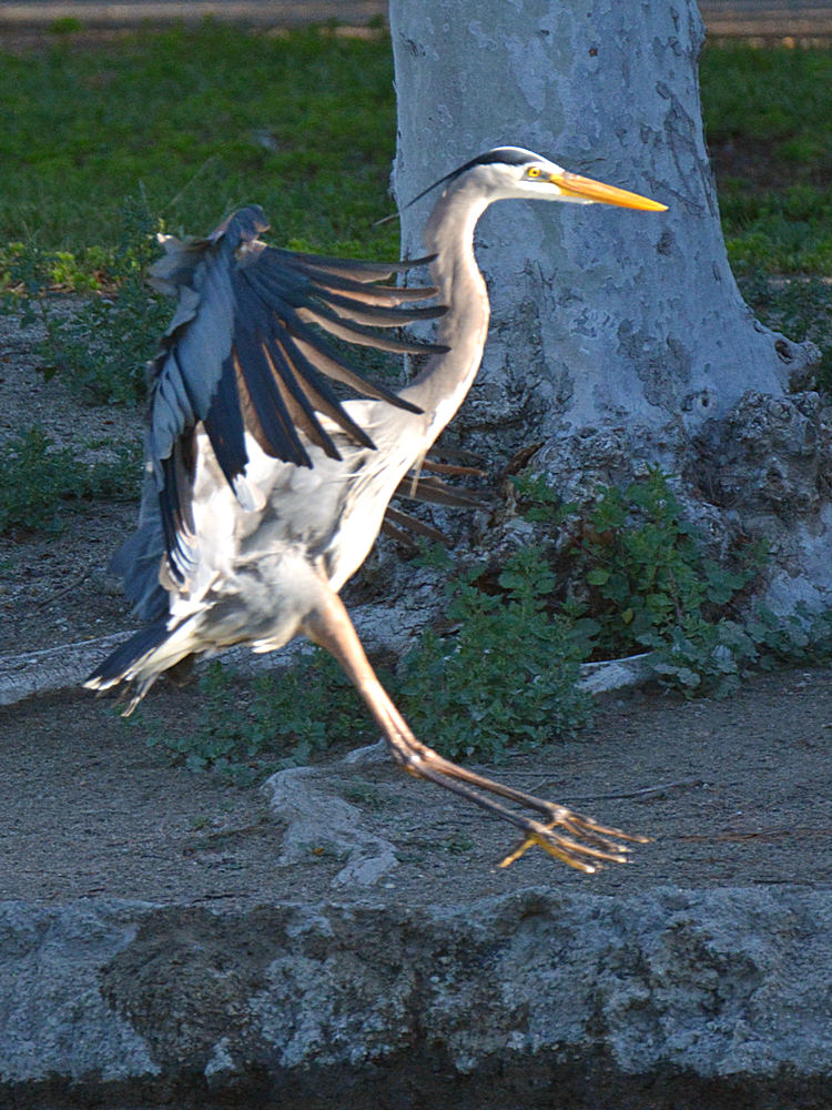 Heron2.jpg