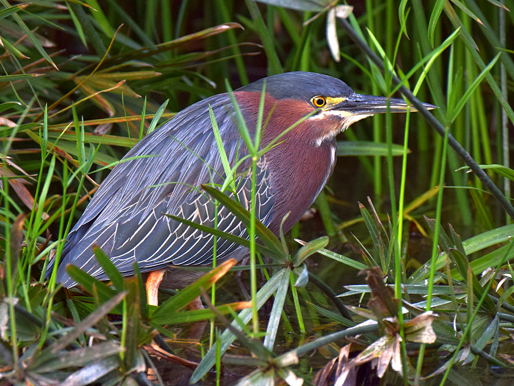Heron2.jpg