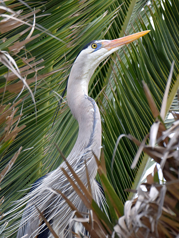 Heron2.jpg