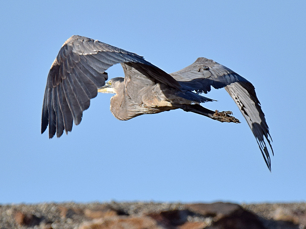 Heron2.jpg