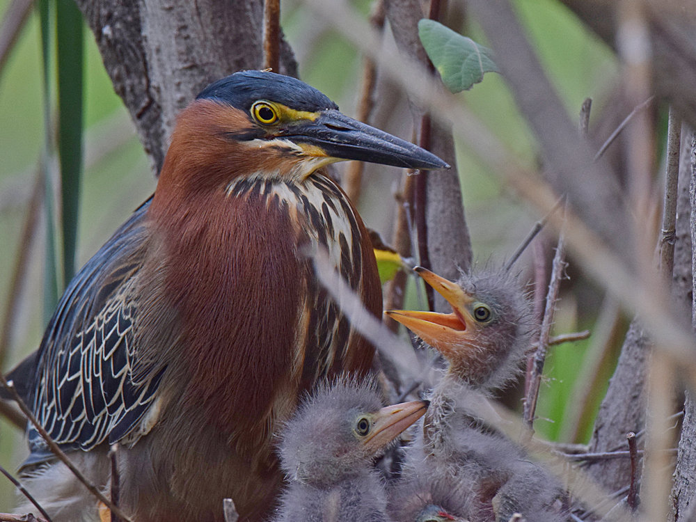 Heron2.jpg
