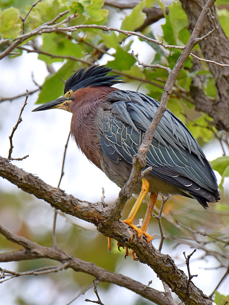 Heron2.jpg