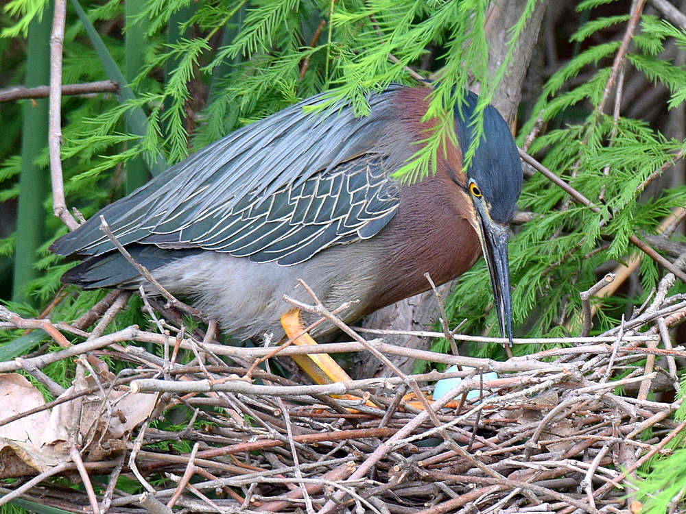 Heron2.jpg