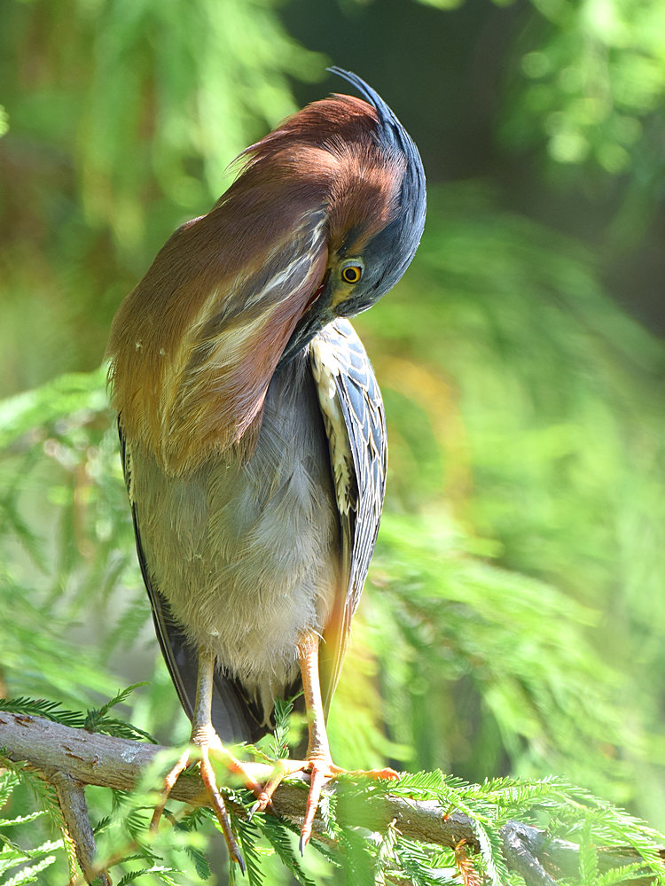 Heron2.jpg