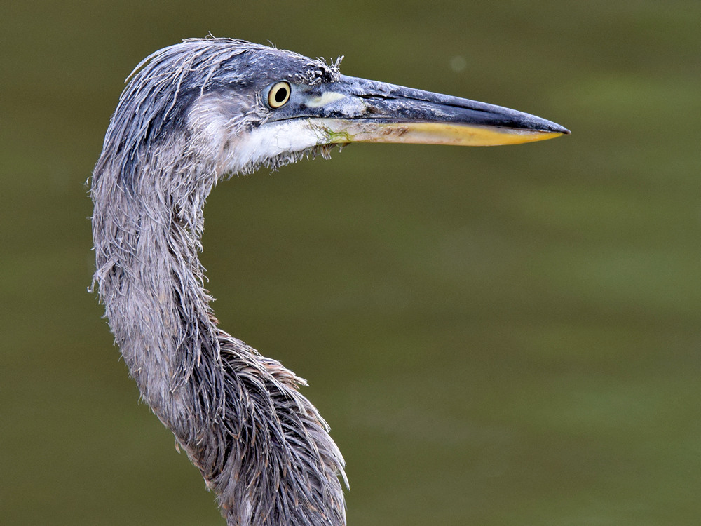 Heron2.jpg