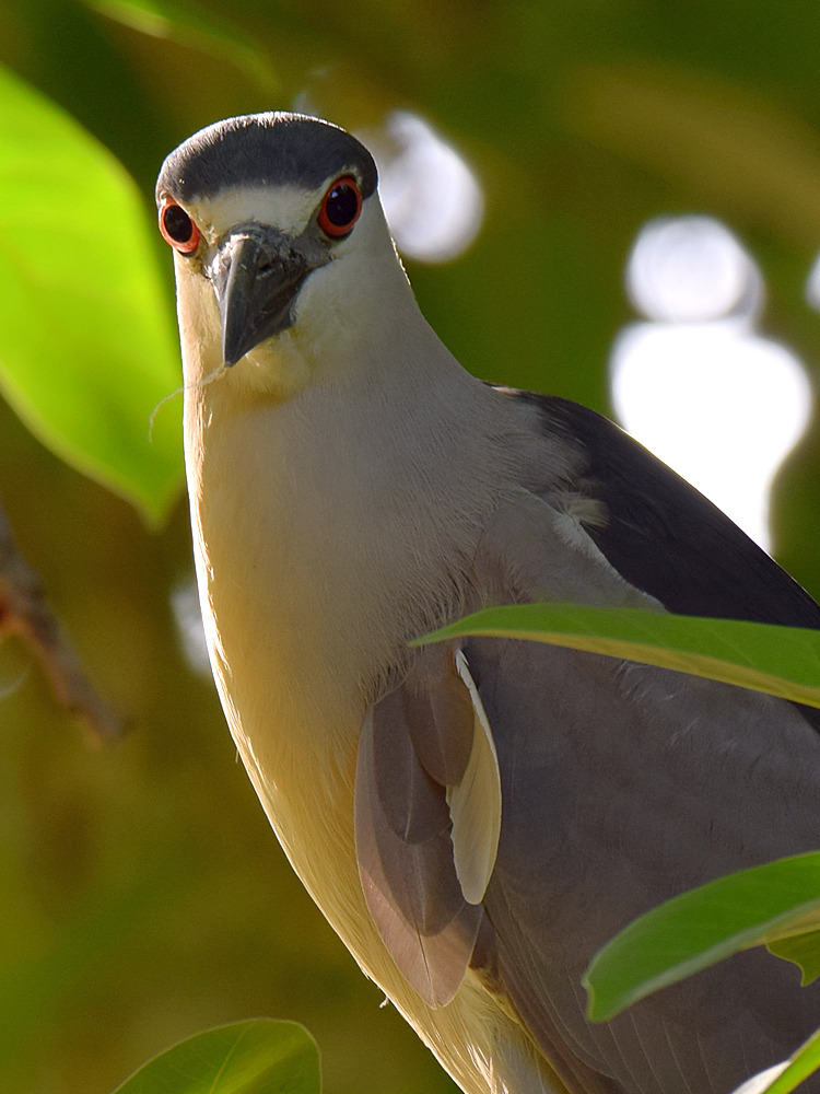 Heron2.jpg