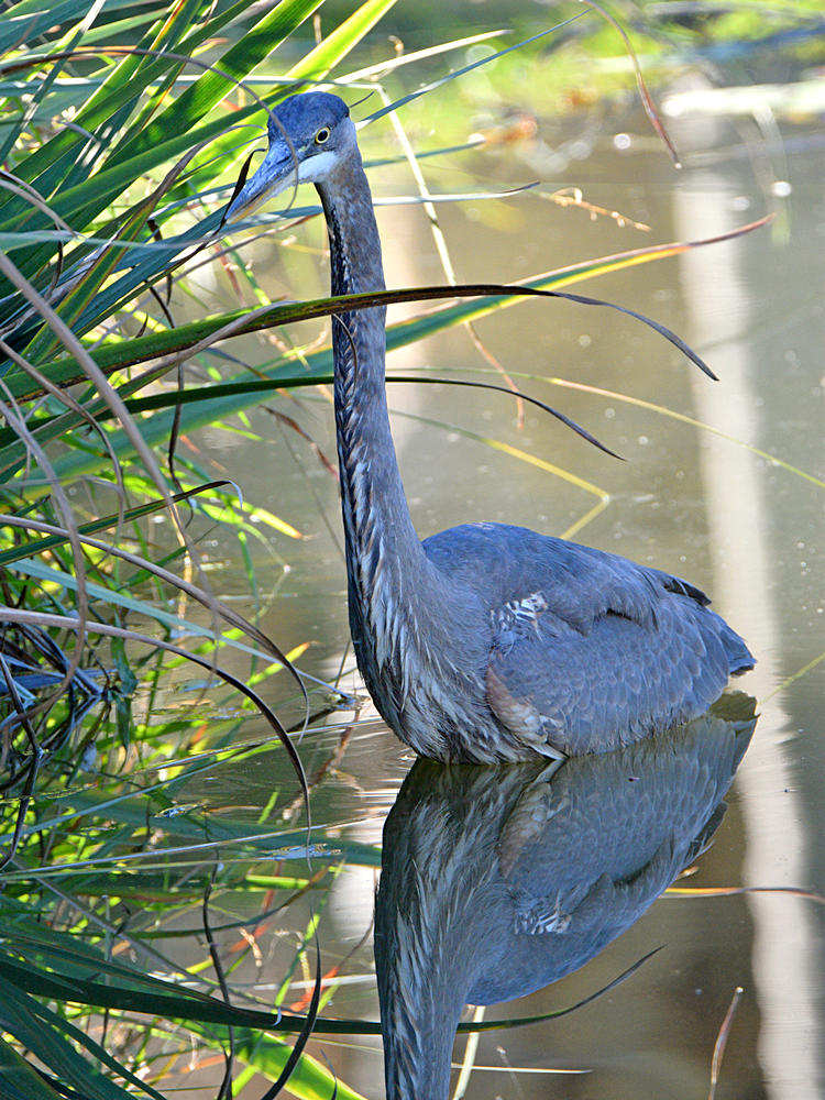 Heron2.jpg