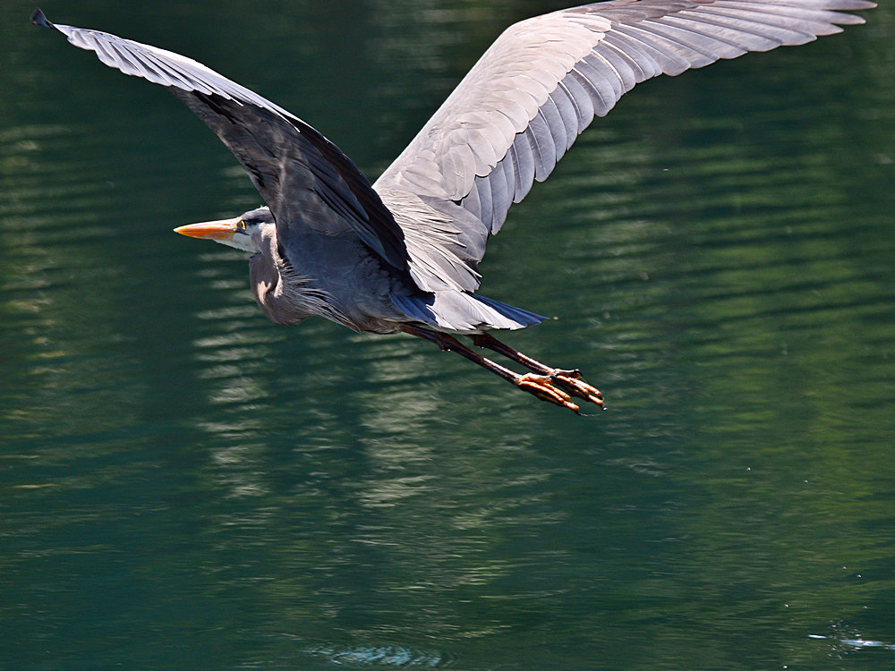 Heron2.jpg