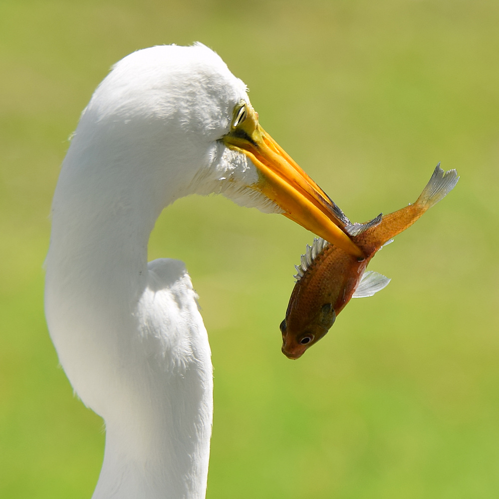 Heron2.jpg