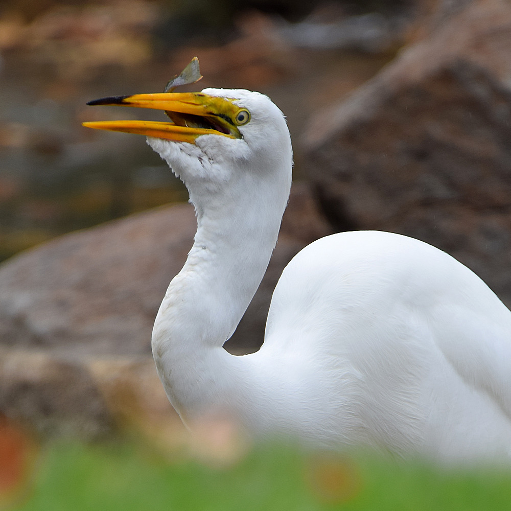Heron2.jpg