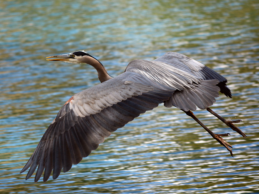 Heron2.jpg