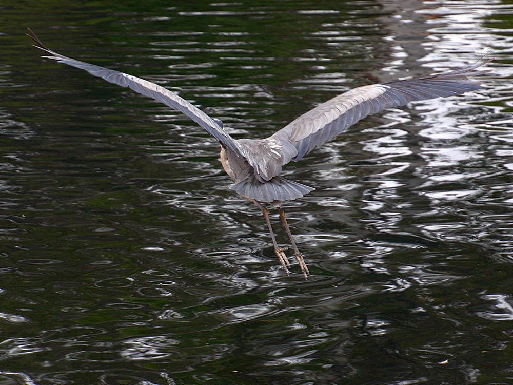 Heron2.jpg