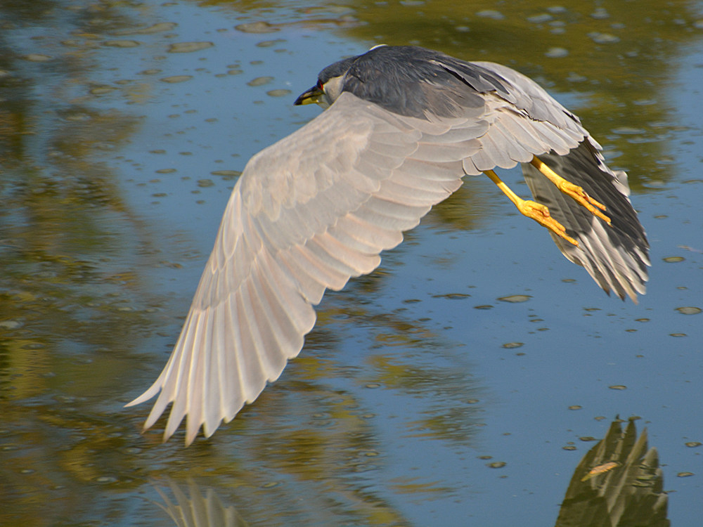 Heron20.jpg