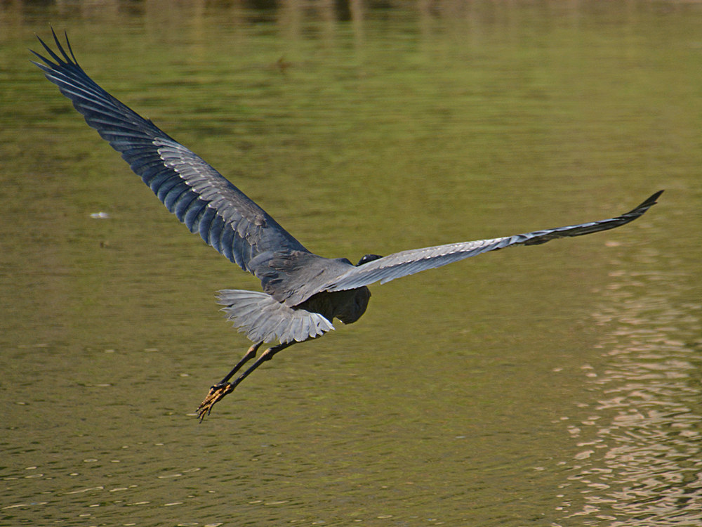 Heron21.jpg