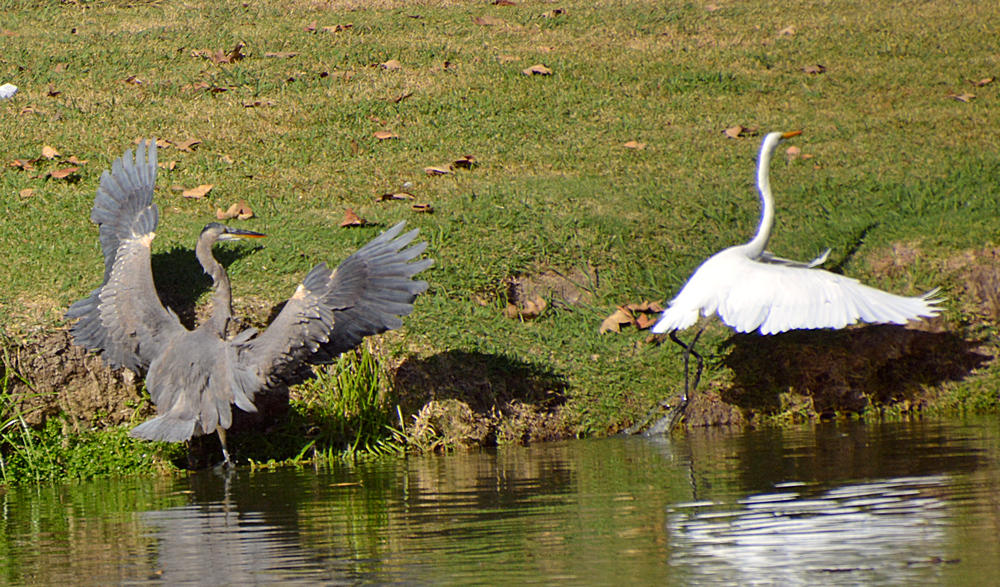 Heron22.jpg