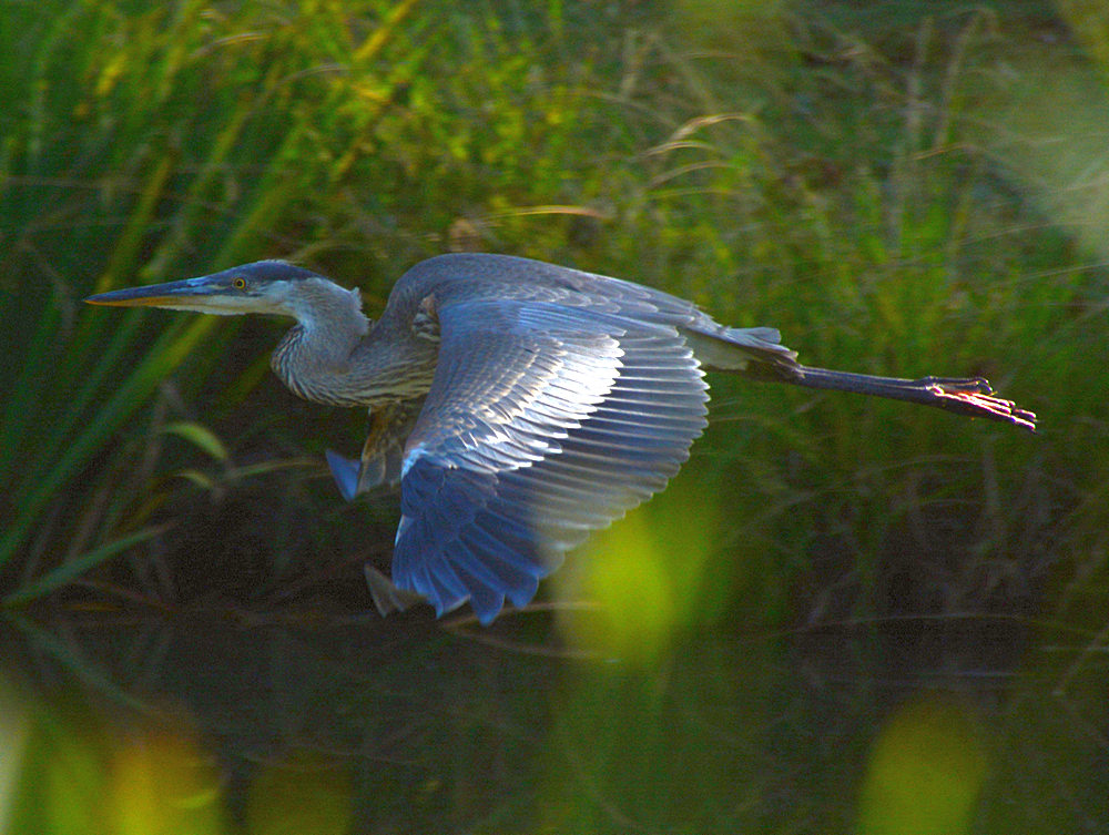 Heron3.jpg