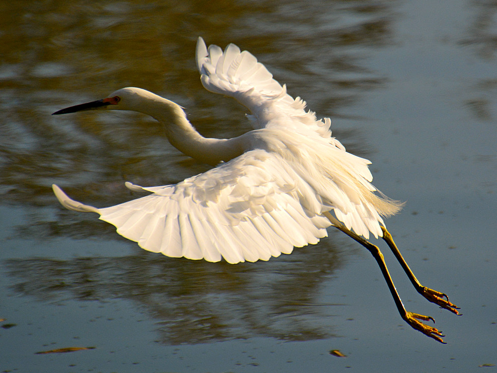 Heron3.jpg