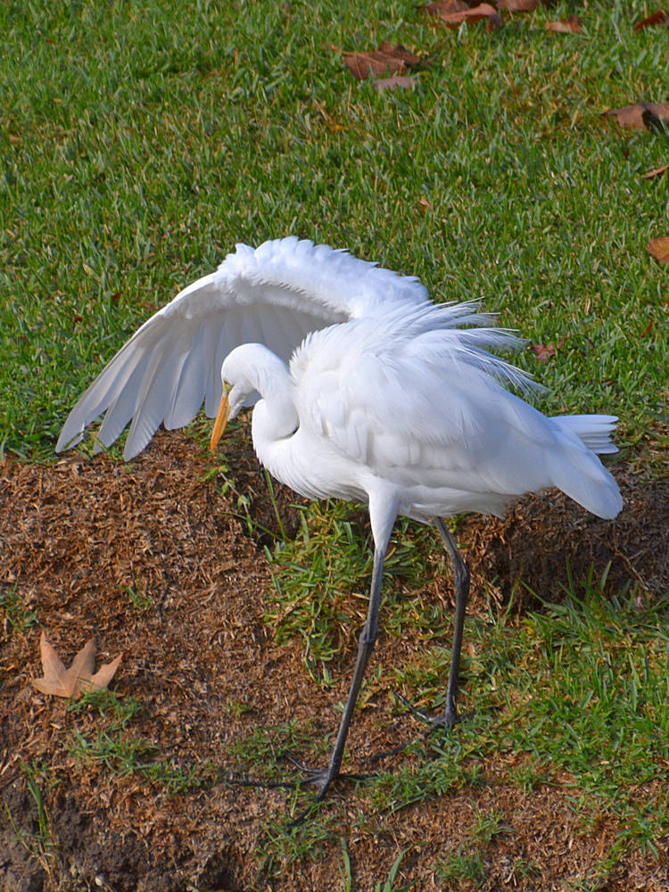 Heron3.jpg