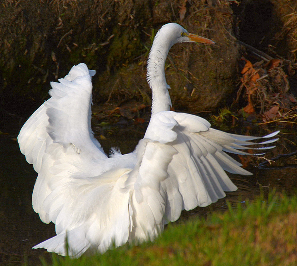 Heron3.jpg