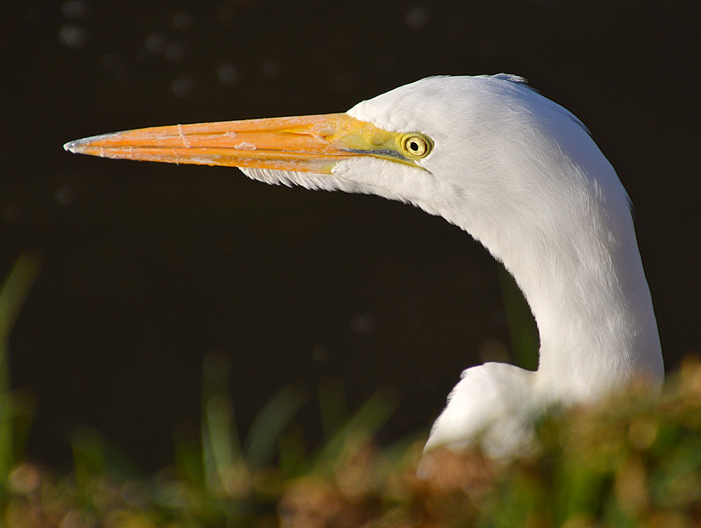 Heron3.jpg