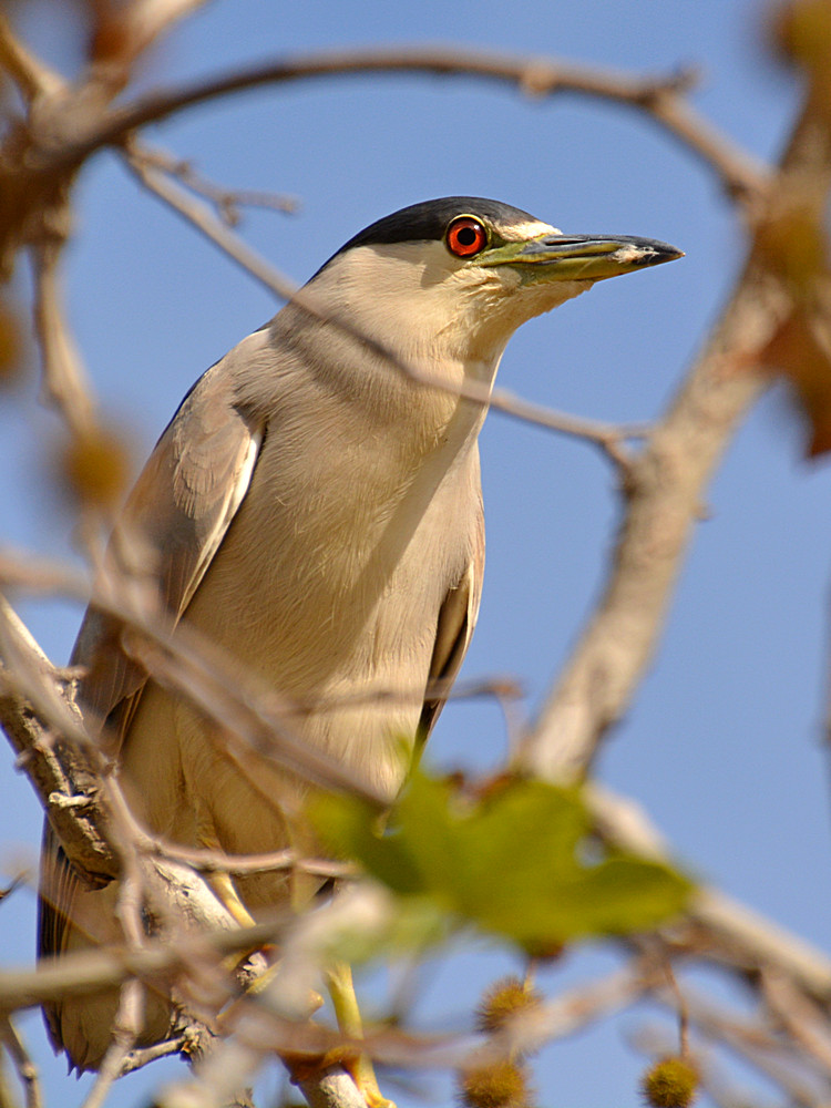 Heron3.jpg