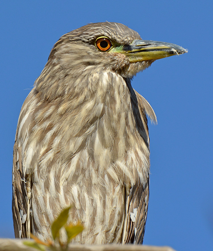 Heron3.jpg