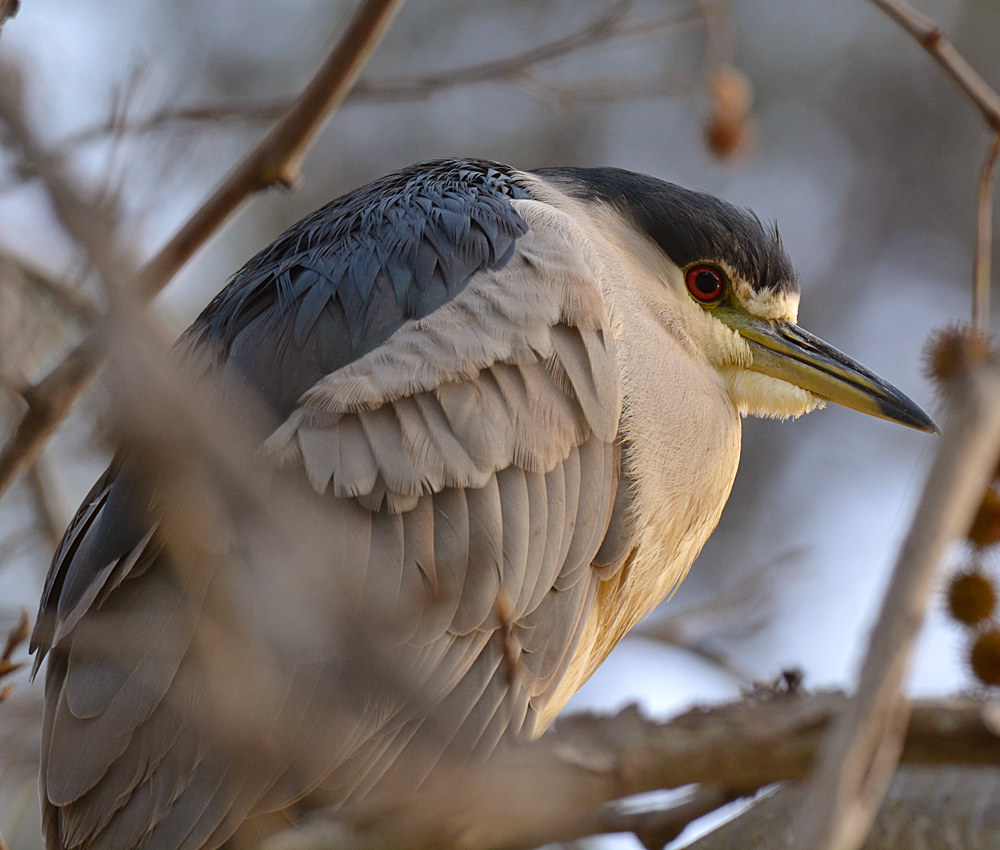Heron3.jpg