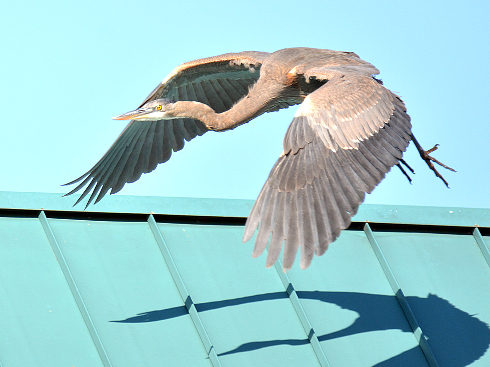 Heron3.jpg