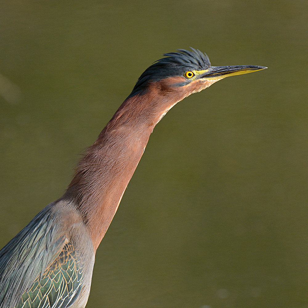 Heron3.jpg