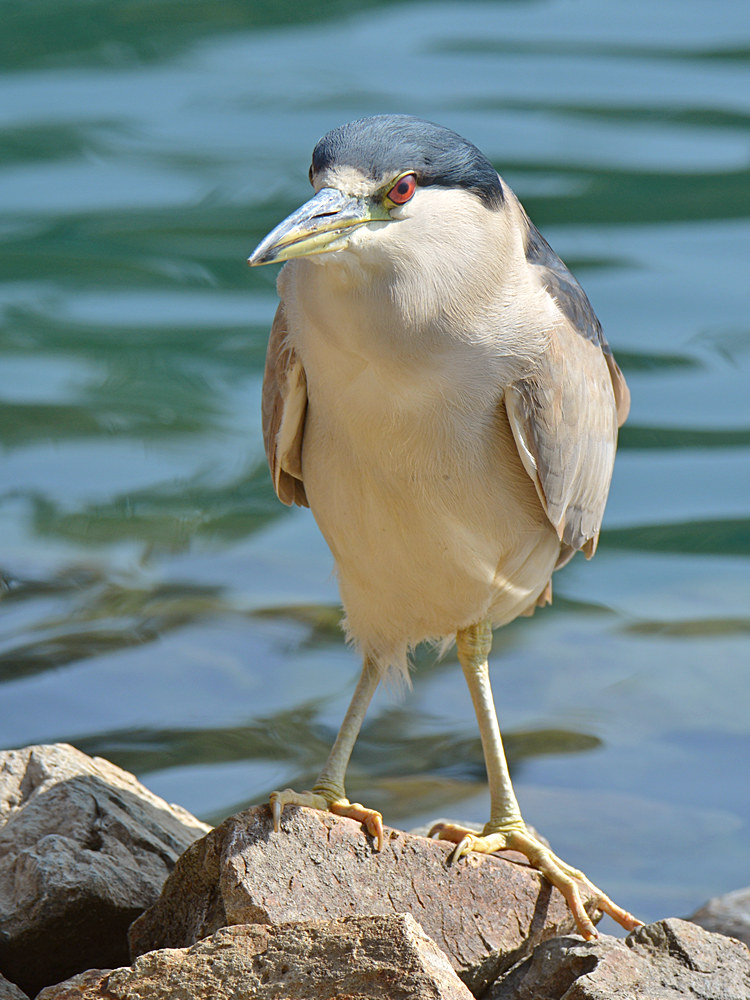 Heron3.jpg