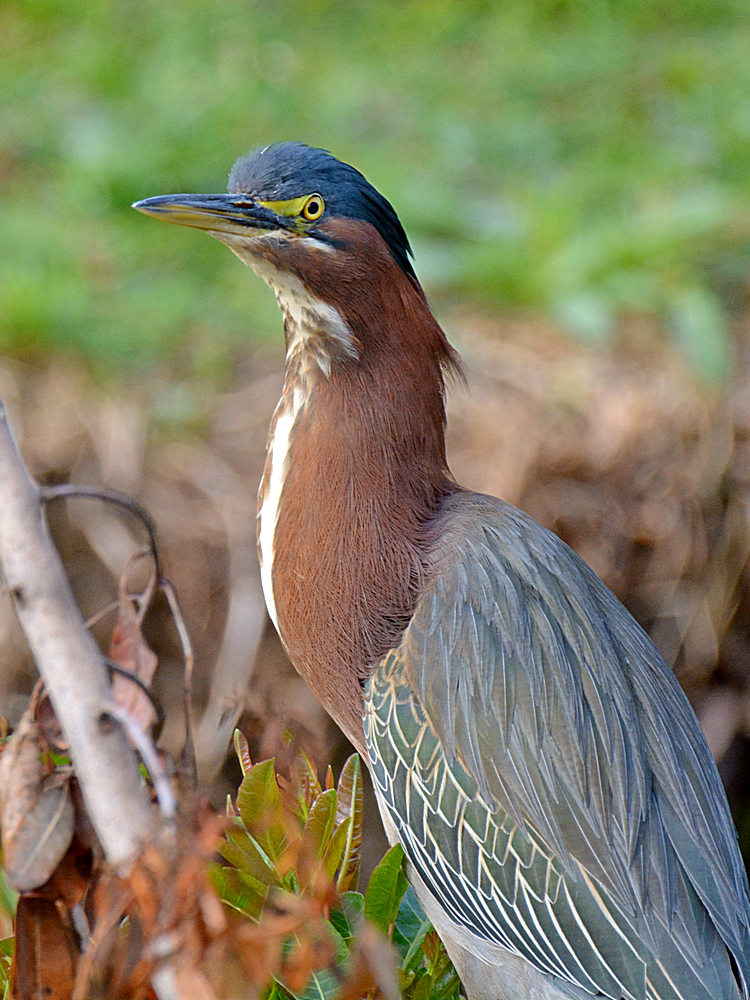Heron3.jpg