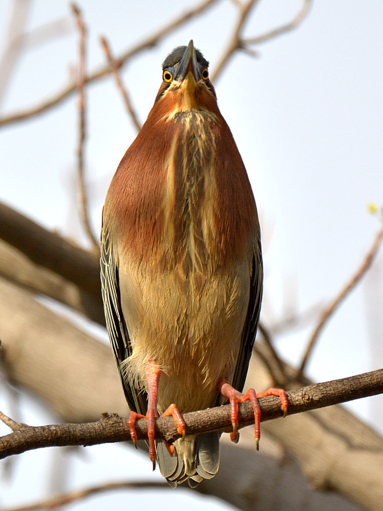 Heron3.jpg