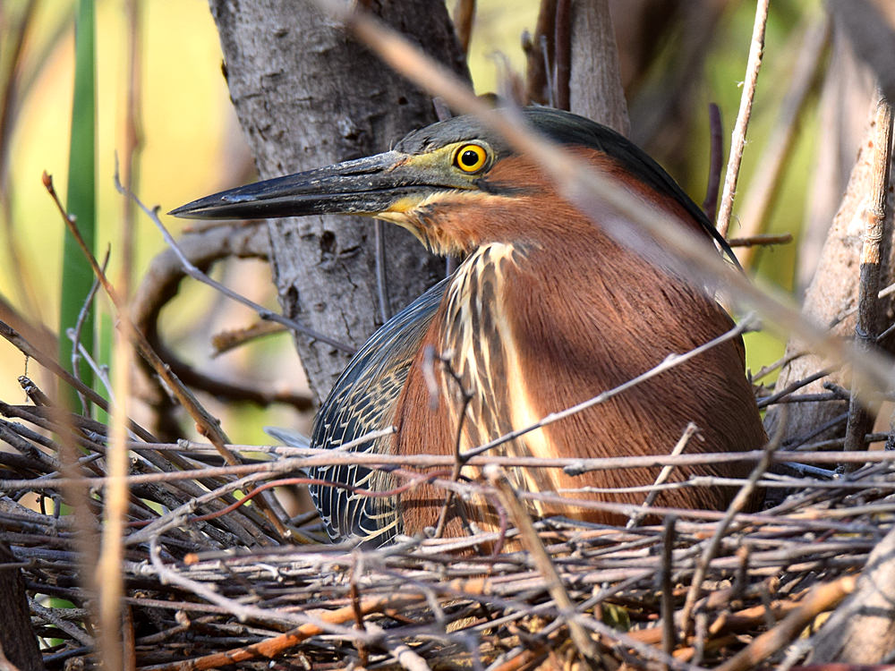 Heron3.jpg