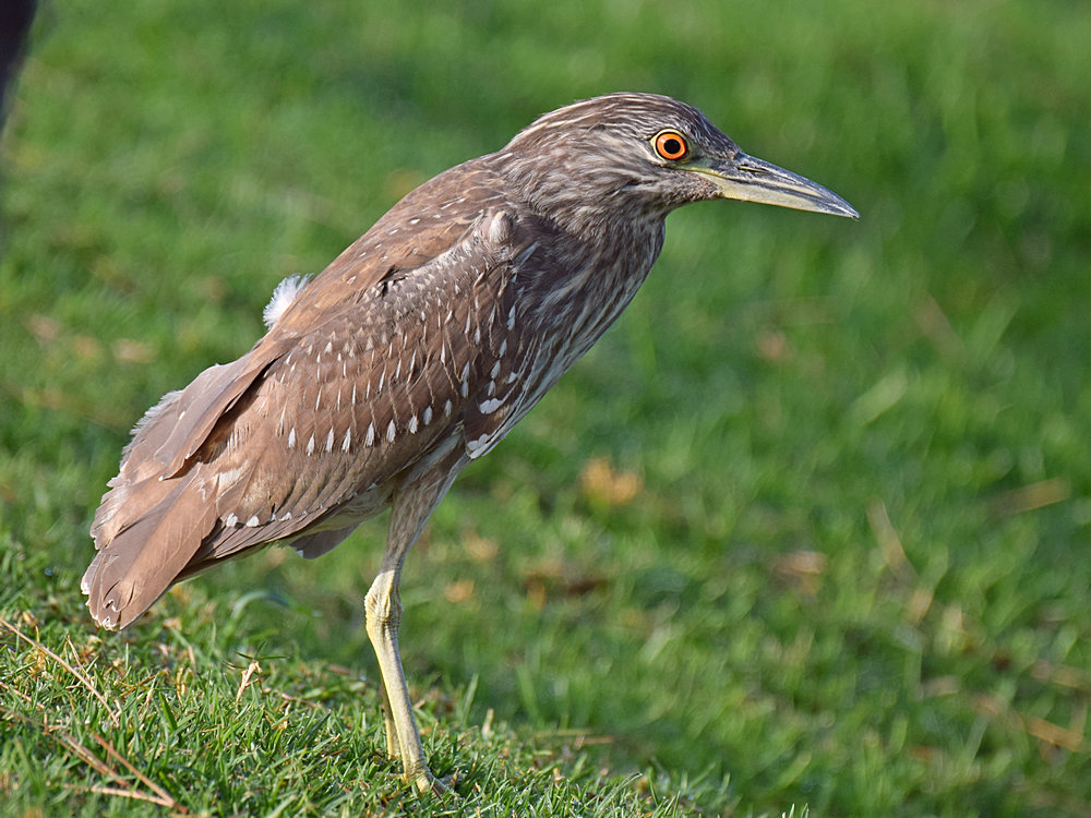 Heron3.jpg